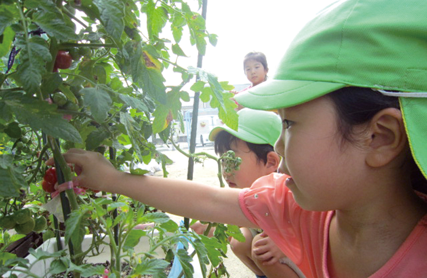 夏野菜の収穫