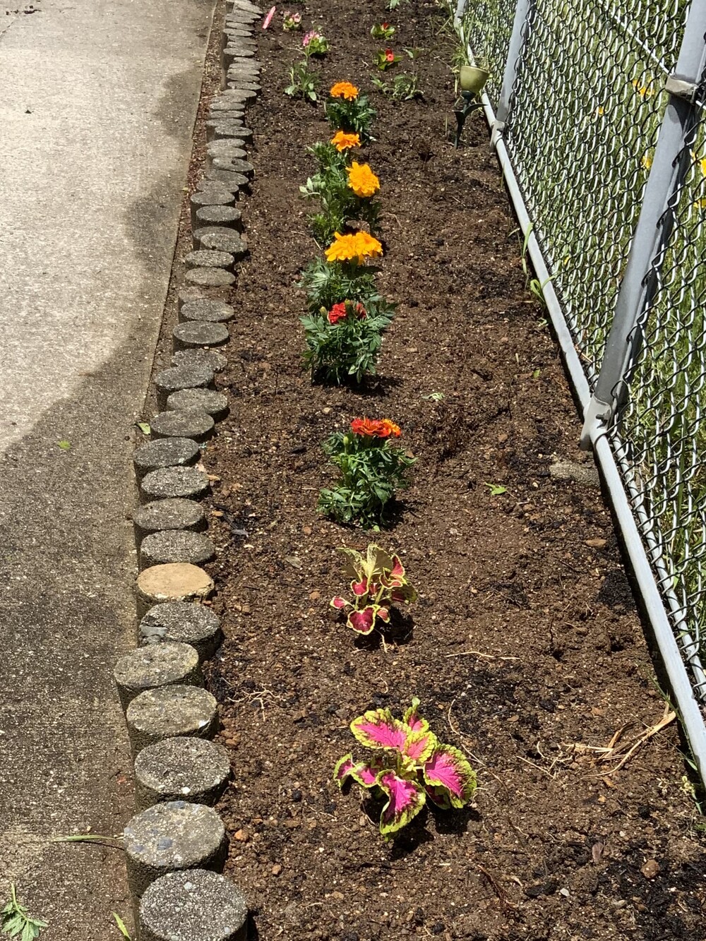花壇の植替え4